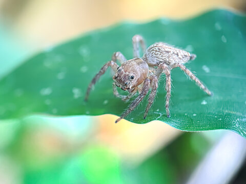 Close up of jumping spider in green leaves