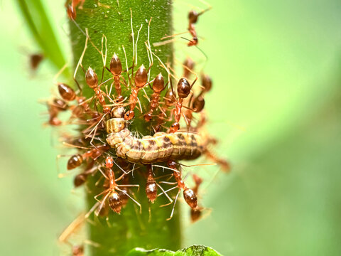 Close up of a swarm of weaver ants, Macro shot of a swarm of weaver ants that prey on caterpillars