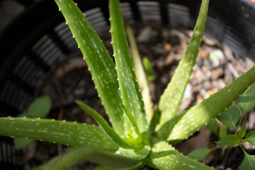 Aloe vera plant with spiky green leaves thrives in its natural outdoor environment, offering herbal healing properties with its fresh and medicinal qualities in the tropical garden.