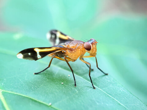 Close up of lalat buah (Anastrepha), macro shot lalat di dedaunan hijau