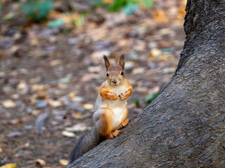 A cute squirrel sits below on a tree trunk and looks at you with curiosity. Close-up. Natural autumn background with squirrel.
