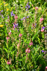 Sommerliche Wildblumenwiese