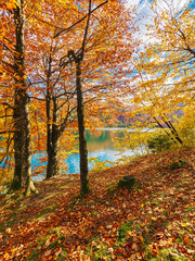 mountain landscape with lake in autumn. trees in colorful foliage on the shore. sunny weather. vilshany water reservoir of ukraine