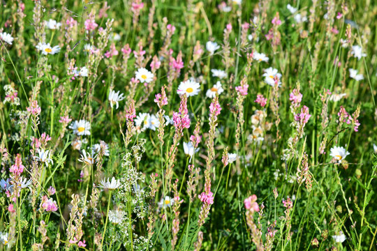 Sommerliche Wildblumenwiese