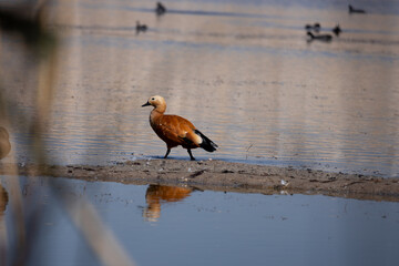 Tadorna ferruginea,bird, nature, animal, wildlife, water, sea, birds, seagull, beak, wild, beach, gull, fly, ocean, feather, feathers, heron, wings, white, coast, duck