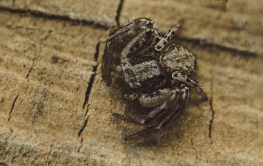 spider on the ground