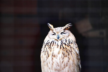 和歌山県の大紀町にある大内山動物園のミミズク