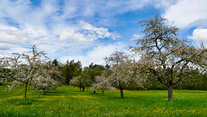 Streuobstwiese mit herrlich blühender Blumenwiese