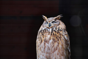 和歌山県の大紀町にある大内山動物園のミミズク