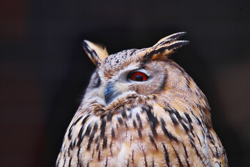 和歌山県の大紀町にある大内山動物園のミミズク
