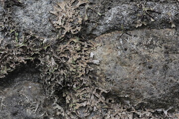 dry moss and wilted liverworts on the stone wall