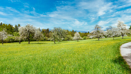 Streuobstwiese mit herrlich blühender Blumenwiese