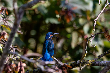 kingfisher