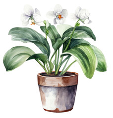 PNG Flower plant white inflorescence.