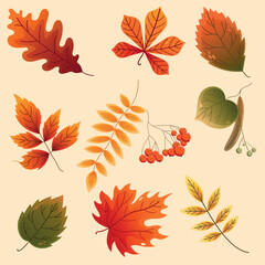 Autumn leaves collection. Vector set, herbarium, leaves template.