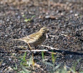 Meadow Pipit in the grund