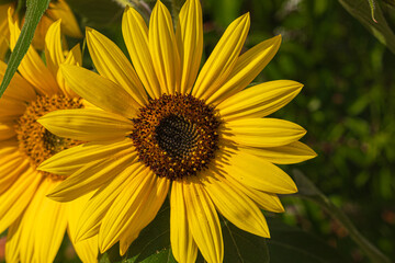Close up of blooming sunflower