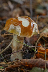 Close-up of a wild edible mushroom growing on the forest floor with autumn leaves and twigs. Concept of natural foraging, woodland fungi, and fall harvest in a damp woodland environment