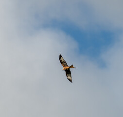 Red kite flyning in the sky
