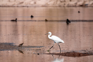 bird, egret, heron, white, animal, nature, water, wildlife, beak, wild, lake, great, feathers, birds, feather, sea, standing, pond, great egret, wetland, swan