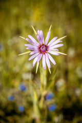 Wiesensch&ouml;nheit