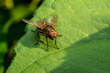 fly on leaf