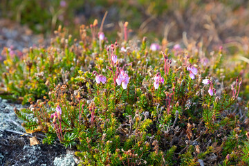 Obraz premium Blooming Phyllodoce in the tundra in summer close up