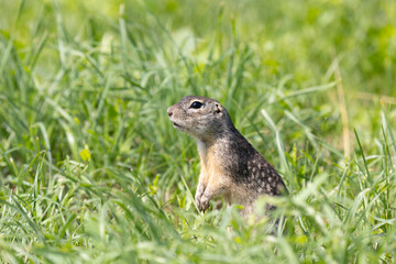 Speckled ground squirrel animal stands on its hind legs