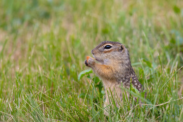 A speckled gopher stands in the grass and holds a piece of carrot in its paws