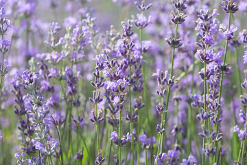 Purple violet color lavender flower field closeup background