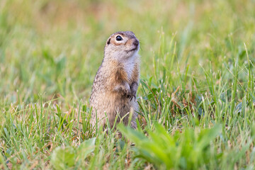 Naklejka na ściany i meble Speckled ground squirrel animal stands on its hind legs