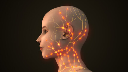 Lymphatic System Circulating Fluids and Fighting Infections