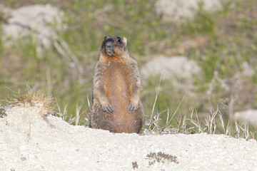 Bobak marmot stand on a grass on summer day
