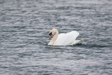 Obraz premium Beautiful Mute swan floats on the lake. Close-up