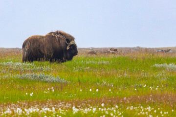 A mighty male musk ox walks across the tundra
