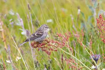 Young redpoll eats horse sorrel seeds