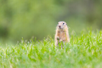 Speckled ground squirrel animal stands on its hind legs
