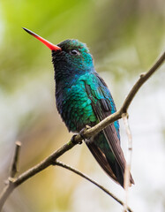 glittering hummingbird © Leonardo Araújo