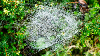 Baldachinnetz im heimischen Garten im Spätsommer