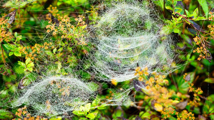 Spinnengeflecht im Spätsommer