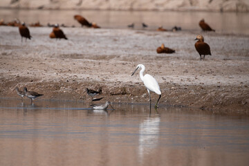 bird, egret, heron, white, animal, nature, water, wildlife, beak, wild, lake, great, feathers, birds, feather, sea, standing, pond, great egret, wetland, swan