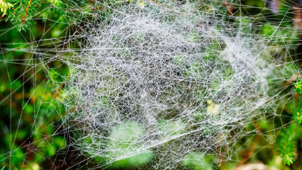 Spinnennetz im heimischen Garten im Spätsommer