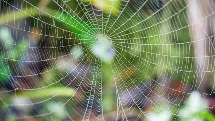 Spinnennetz im Morgentau