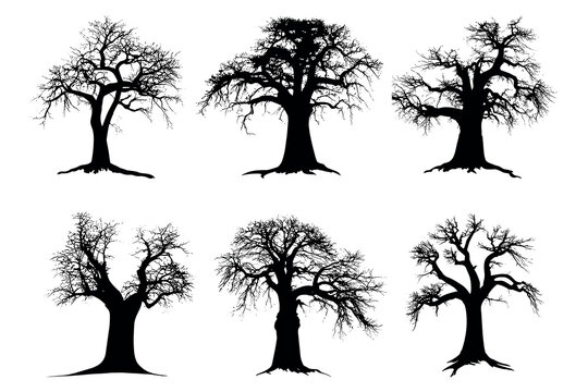 Black baobab tree silhouette Bundle vector design - silhouette set big pack of wild nature tree illustration