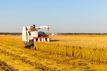 Harvester machine is harvesting rice