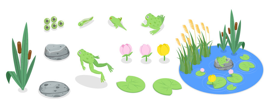 3D Isometric Flat  Set of Cartoon Frogs, Toad Life Cycle