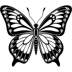black and white butterfly