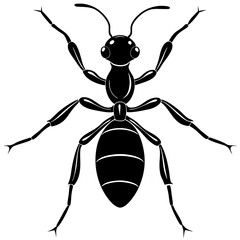 black and white beetle