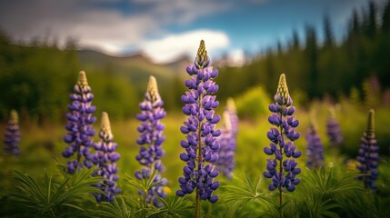 Obraz premium A field of purple lupines blooming in a meadow, their tall, spiky flowers reaching towards the sky, framed by lush green foliage