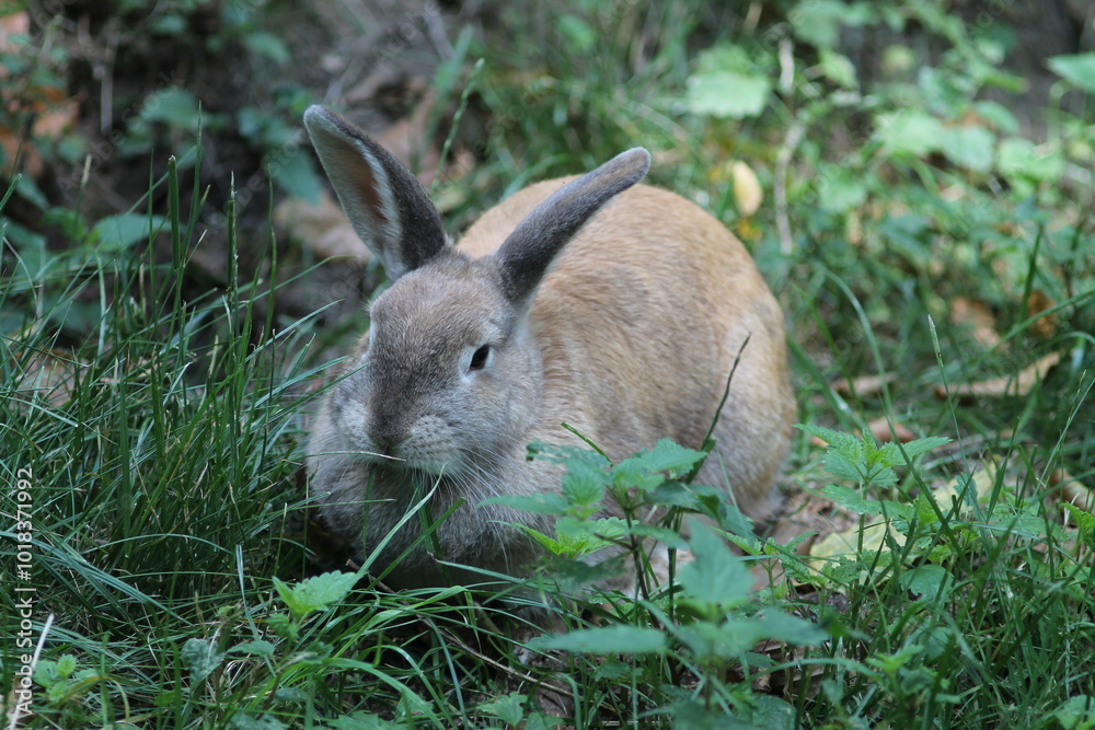 Wall mural little light brown rabbit in grass.